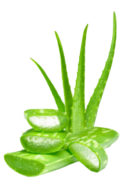 aloevera